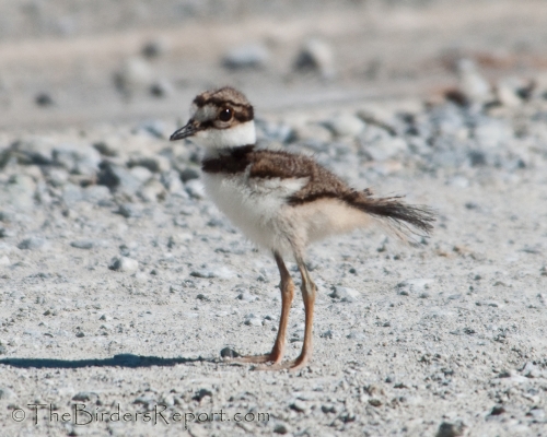 killdeer chicks