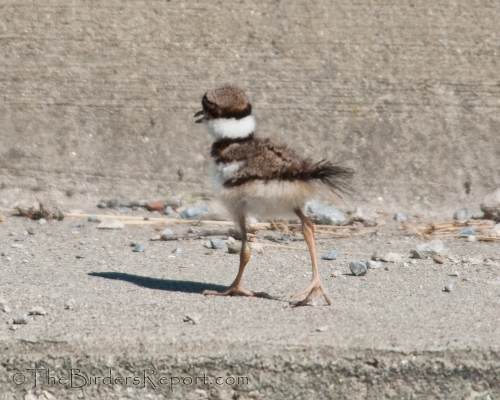 killdeer chicks