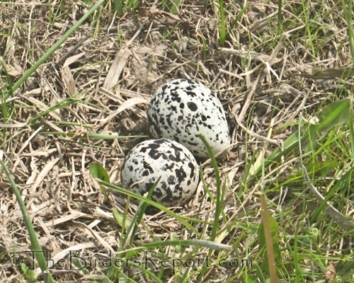 killdeer eggs, killdeer nest