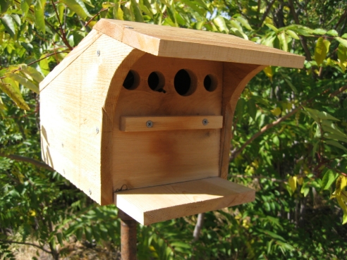 Building a bird house for sparrows