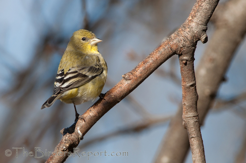 Lesser Goldfinch