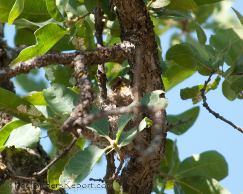 Lesser Goldfinch with straw adding to the nest