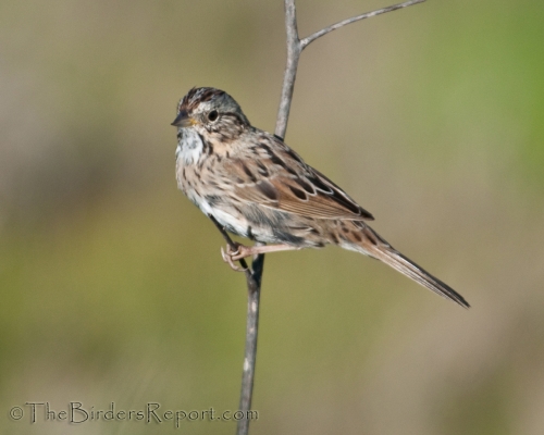 Lincoln's Sparrow, sparrow
