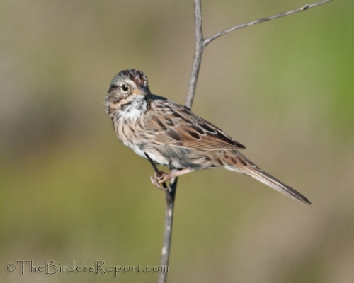 Lincoln Sparrow, sparrow