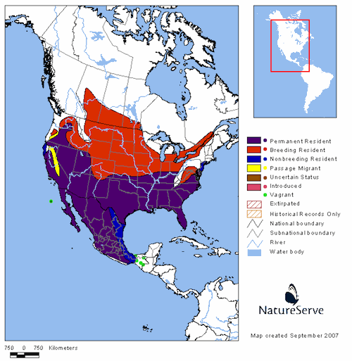 A Friendly Loggerhead Shrike Ends My Drought | The Birders Report