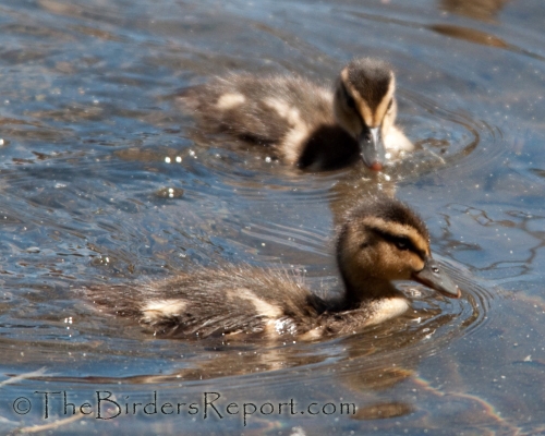 Mallard Chicks