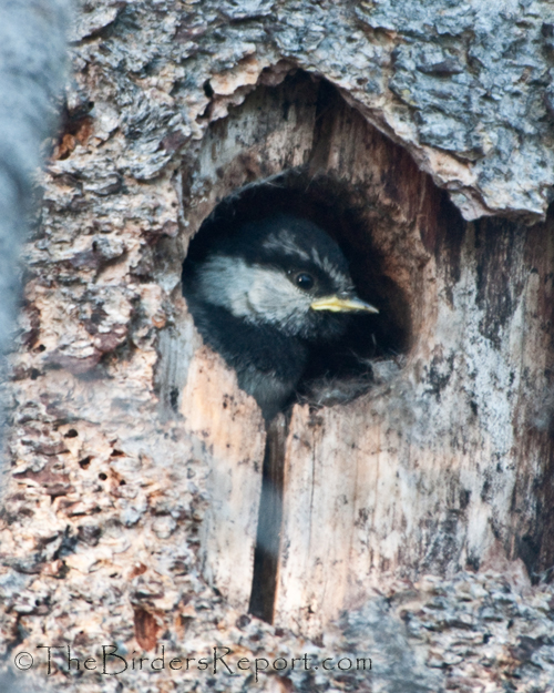 Mountain Chickadee Nestling