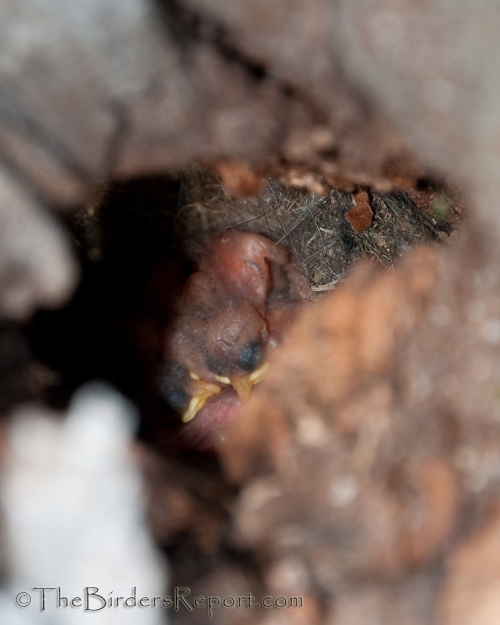 Mountain Chickadee Nestlings