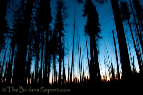 Lassen Volcanic National Park, national parks, pine trees