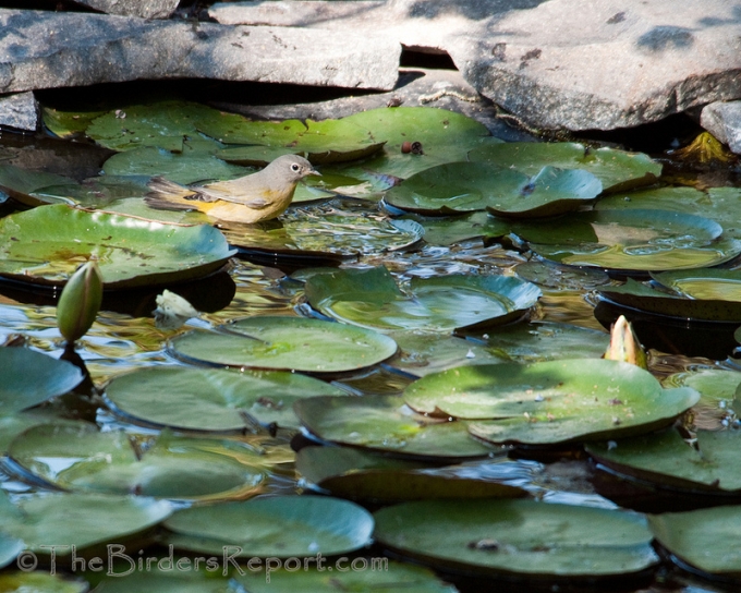 Lily Pad Hummingbird Bath Cascading Fountain