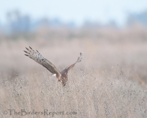 Northern Harrier Female Pouncing on Prey