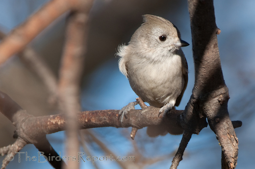 Oak Titmouse