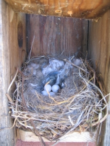 Oak Titmouse Nest, oak titmouse eggs