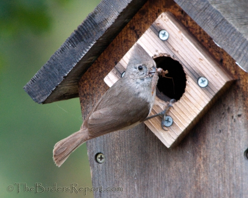 Titmouse Nest