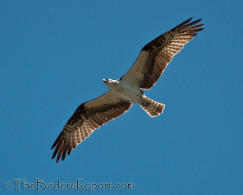 Oprey Flying Overhead