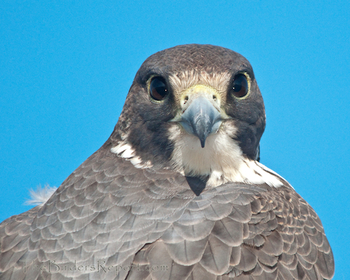 peregrine falcon identification