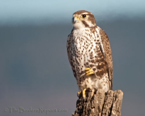 Prairie Falcon – Sonoran Images