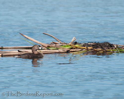 pied-billed grebe, grebe, nestbuilding