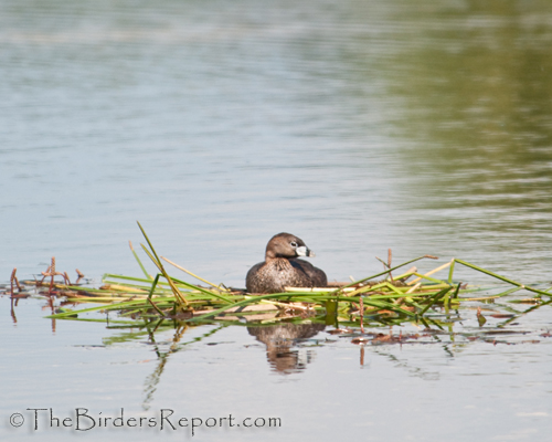 pied-billed grebe, grebe, nestbuilding