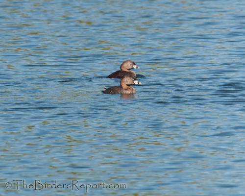 pied-billed grebe, grebe, nestbuilding