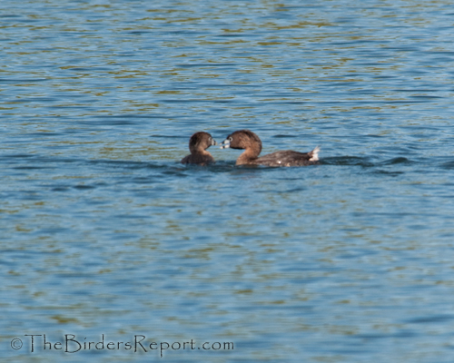 pied-billed grebe, grebe, nestbuilding