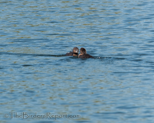 pied-billed grebe, grebeb, nestbuilding