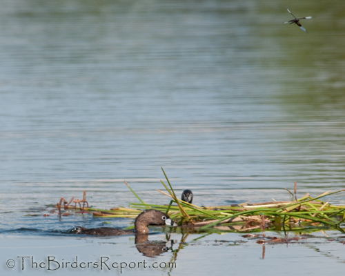 pied-billed grebe, grebe, nestbuilding