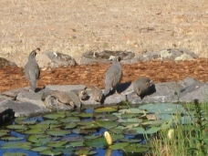 Quail At Pond