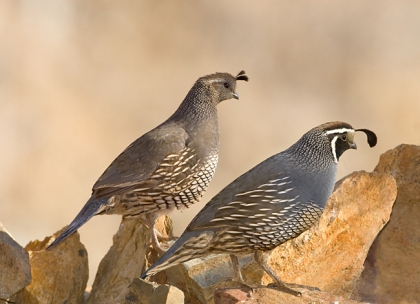 California Quail Identification, All About Birds, Cornell Lab of Ornithology