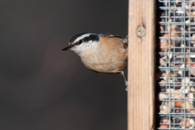 Red-breated Nuthatch