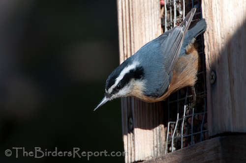 Red-breasted Nuthatch