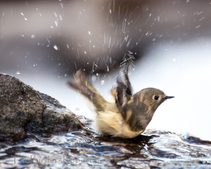 Ruby-crowned Kinglet