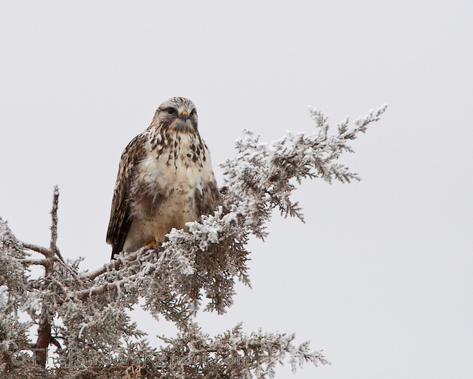 Rough-legged Hawk