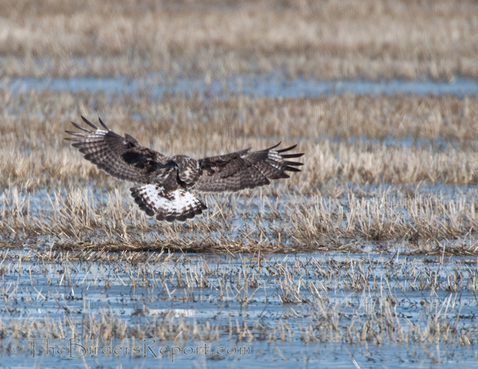 Rough-legged Hawk 