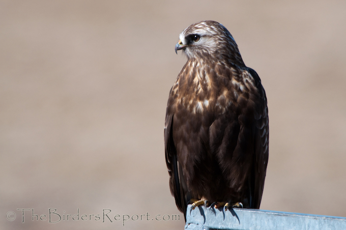 Rough-legged Hawk