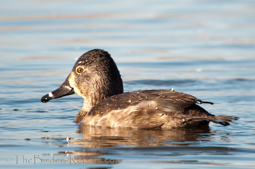 Birds of Chignik Lake: Ring-necked Duck – a Species Moving Northward? |  CutterLight