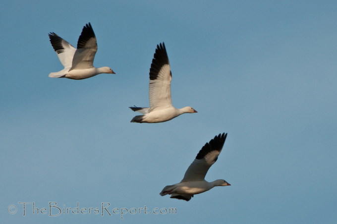 Ross's Geese