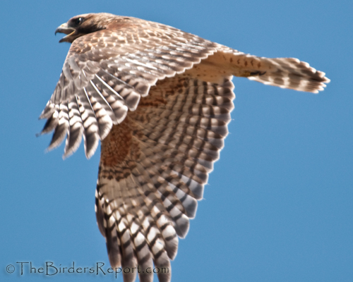 Red-shouldered HAwk In Flight