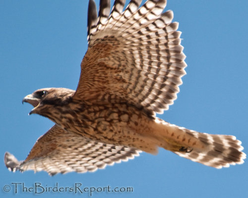 Red-shouldered Hawk In Flight