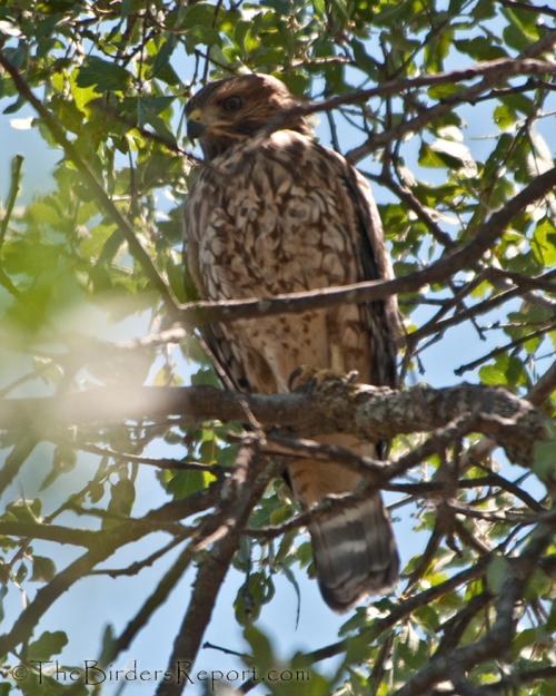 Red-shouldered Hawk