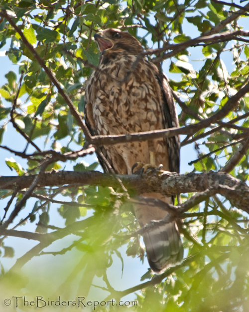 Red-shouldered Hawk Calling