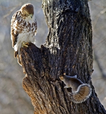 Red-tailed Hawk and Gray Squirrel