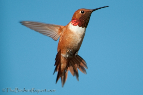 Rufous Hummingbird, hummingbird, birds in focus, bird photography