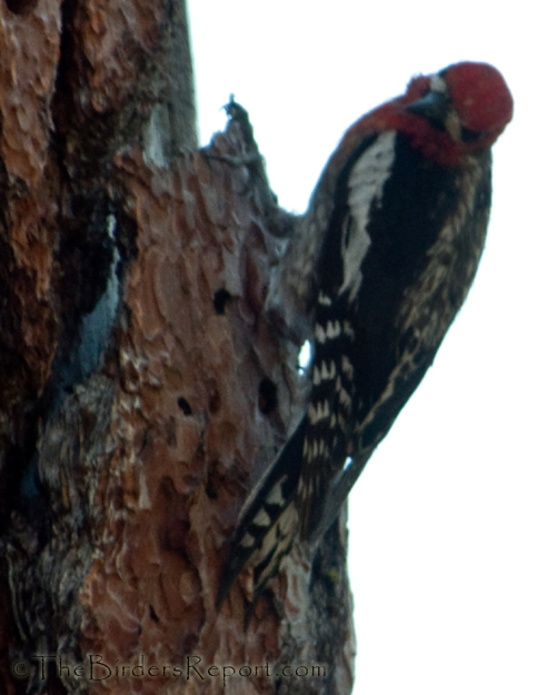 Red-breasted Sapsucker