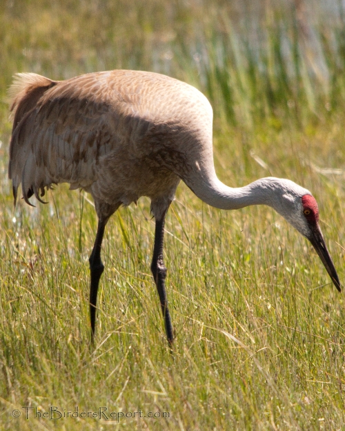 Sandhill Crane