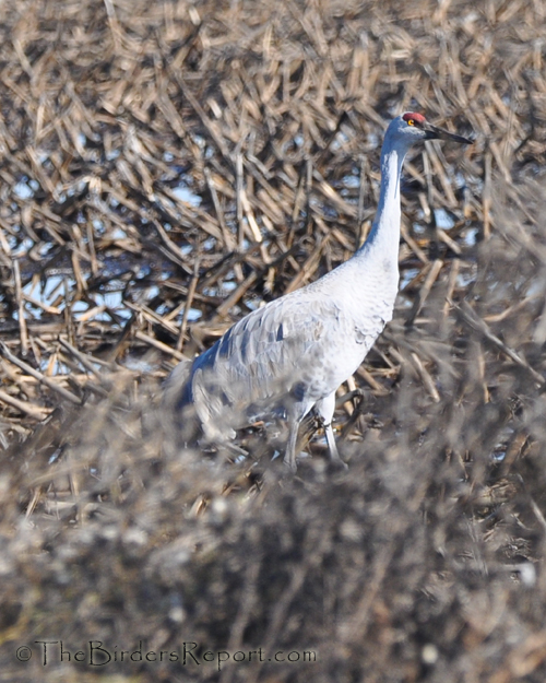 Sandhill Crane  Audubon California