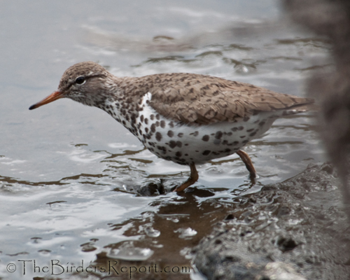 Spotted Sandpiper