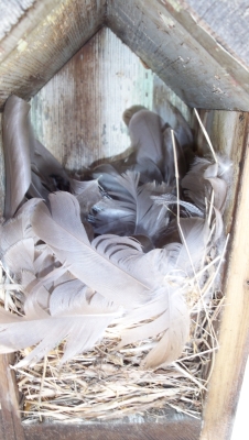 Tree Swallow nest