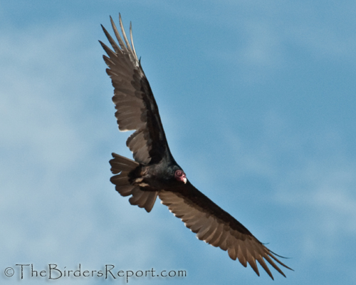 A Vortex of Turkey Vultures During Fall Migration | The Birders Report