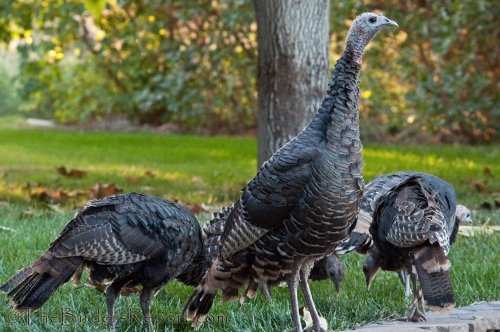 Wild Turkeys Arrive With Autumn